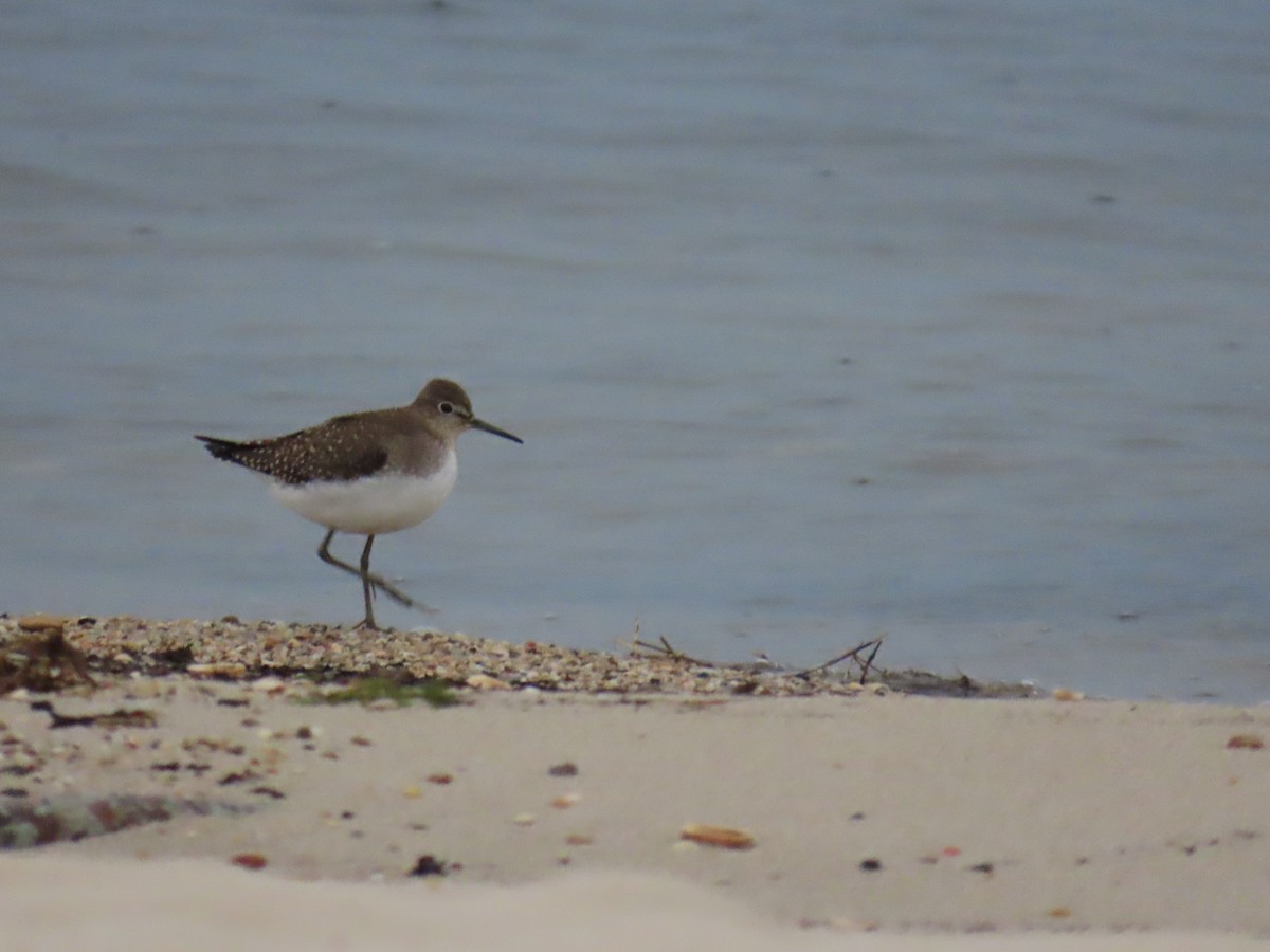 Solitary Sandpiper - ML623397922