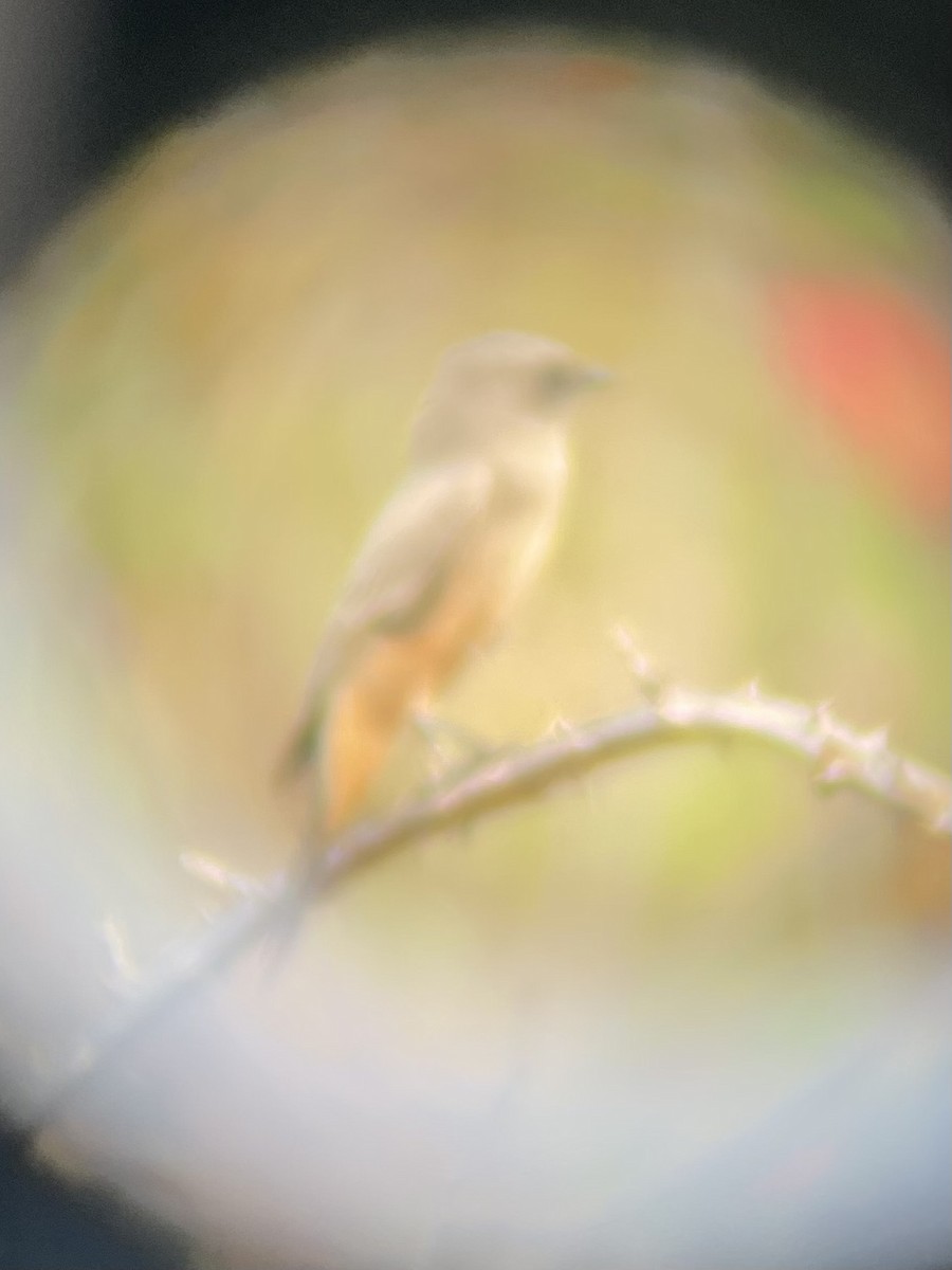 Say's Phoebe - ML623397968