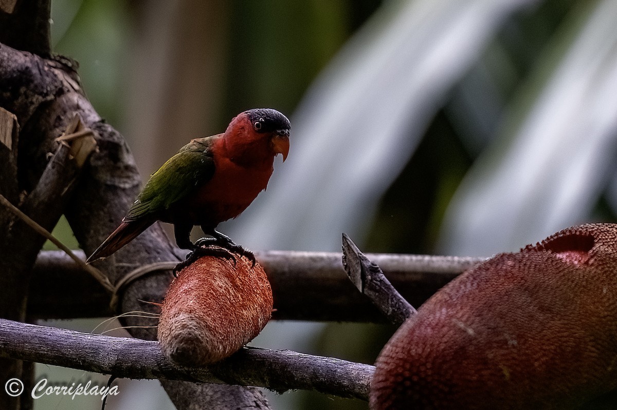 Black-capped Lory - ML623397975