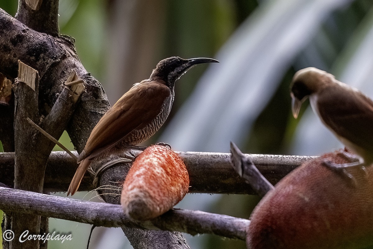 Magnificent Riflebird - Fernando del Valle