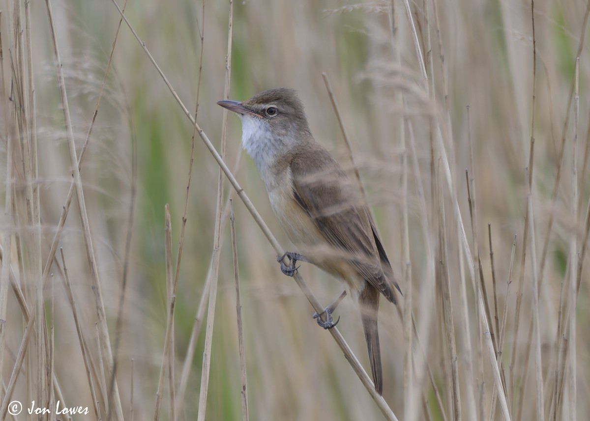 Great Reed Warbler - Jon Lowes