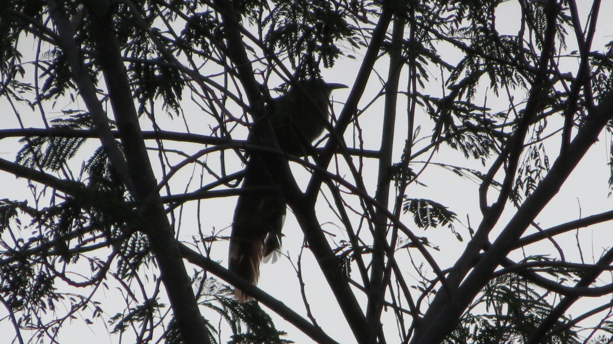 Great Lizard-Cuckoo - ML623398027