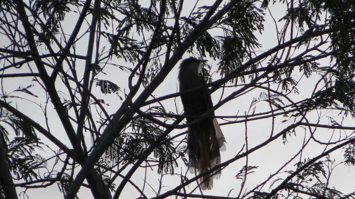 Great Lizard-Cuckoo - ML623398029