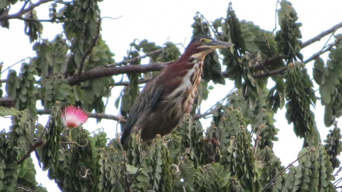 Green Heron - ML623398076