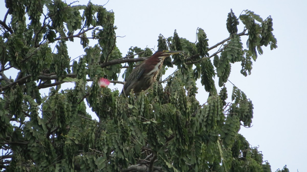 Green Heron - ML623398078