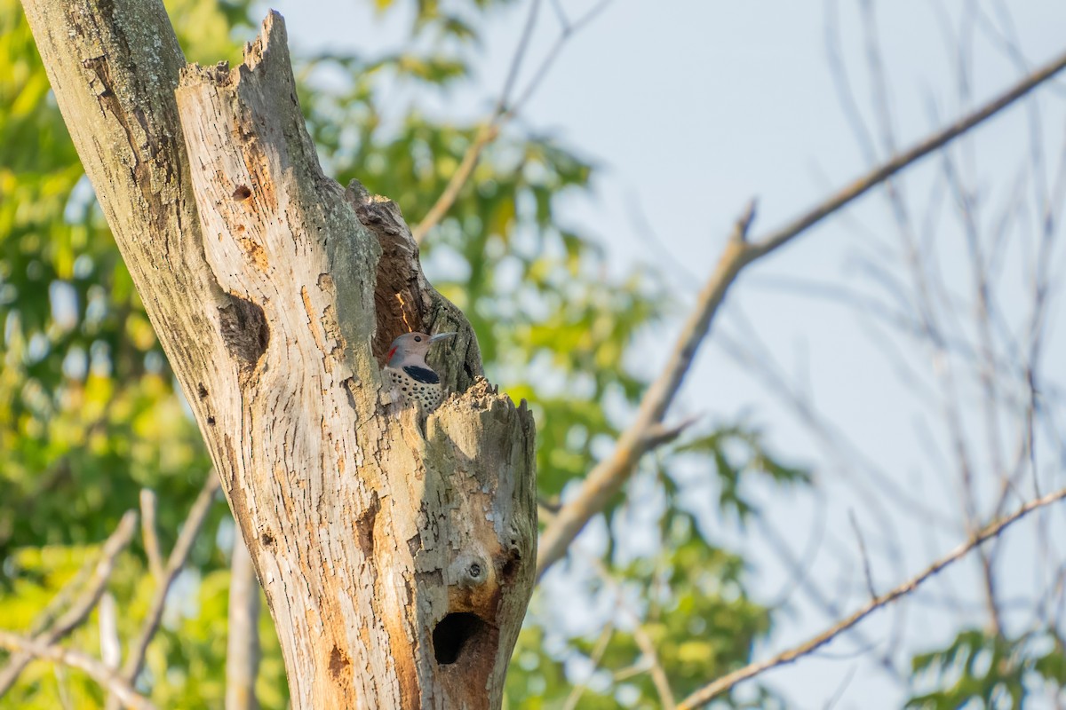 Northern Flicker - ML623398085