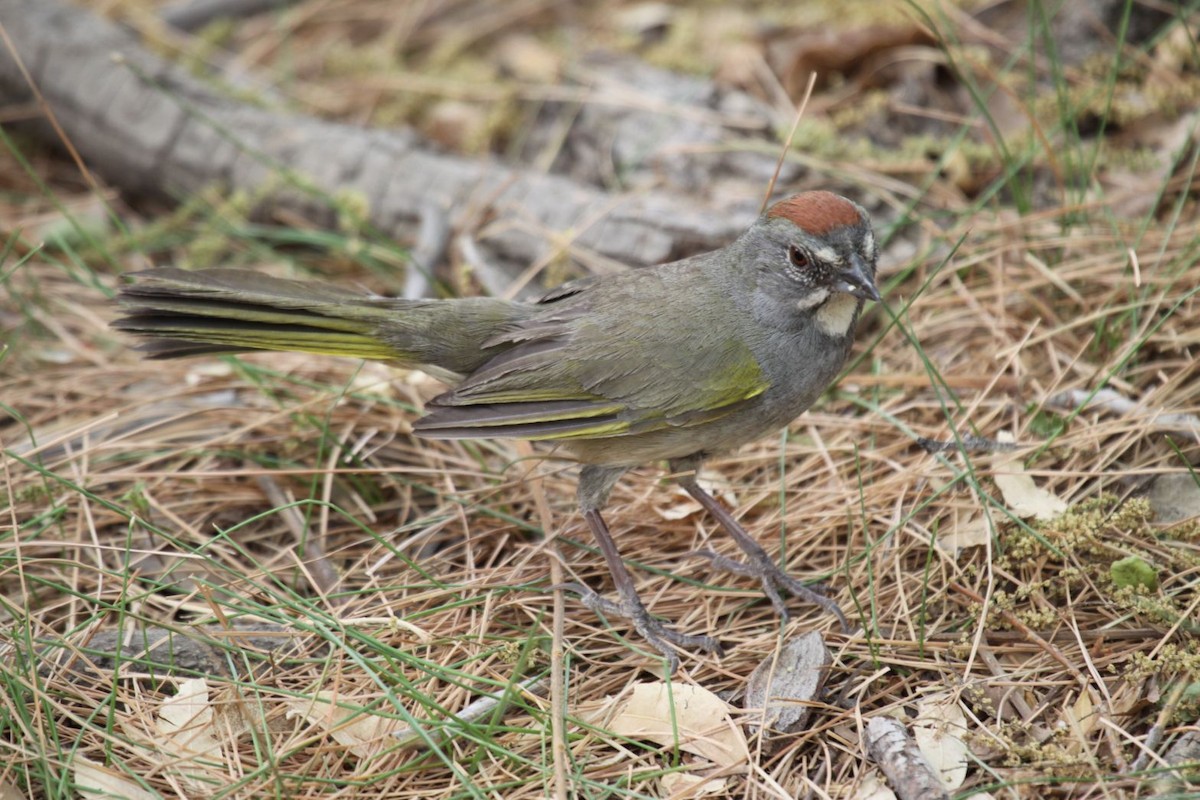 Green-tailed Towhee - ML623398138