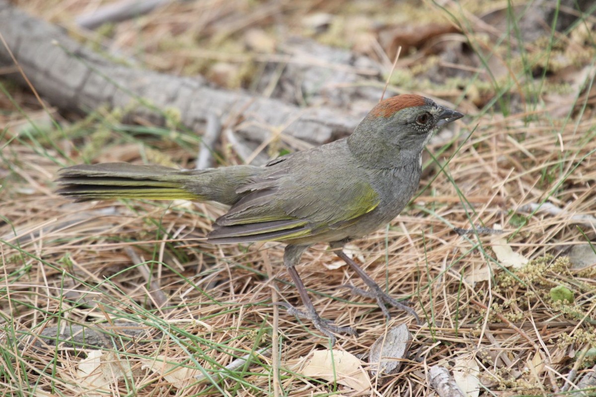 Green-tailed Towhee - ML623398139