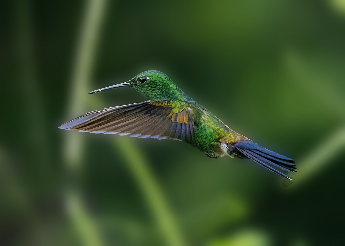 Blue-vented Hummingbird - ML623398155