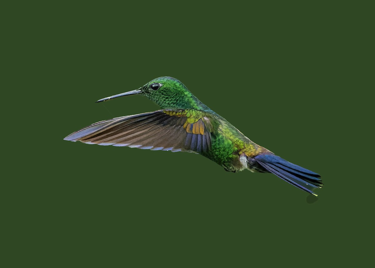 Blue-vented Hummingbird - ML623398156