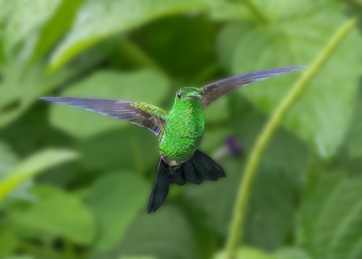 Blue-vented Hummingbird - ML623398157