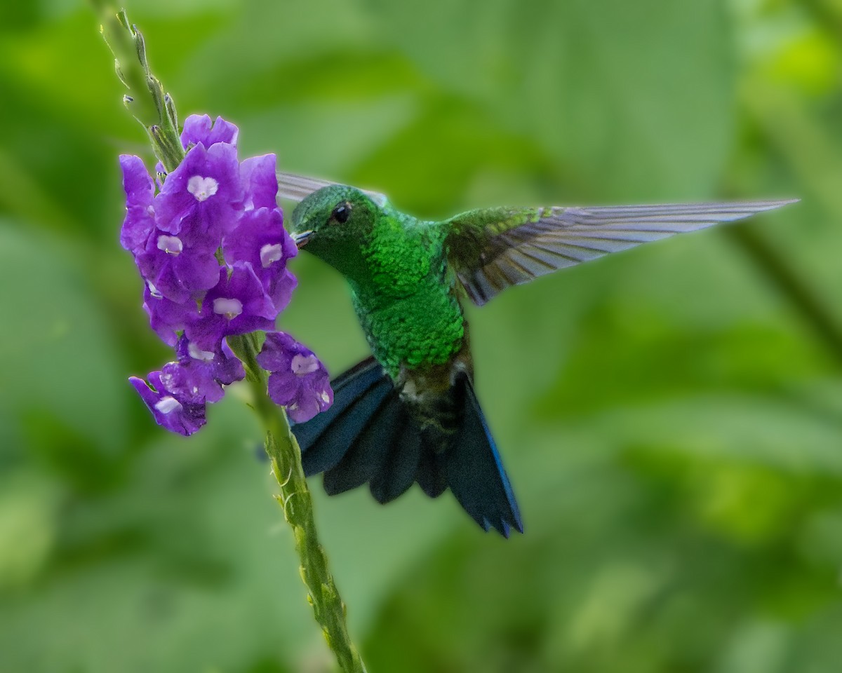 Blue-vented Hummingbird - ML623398158