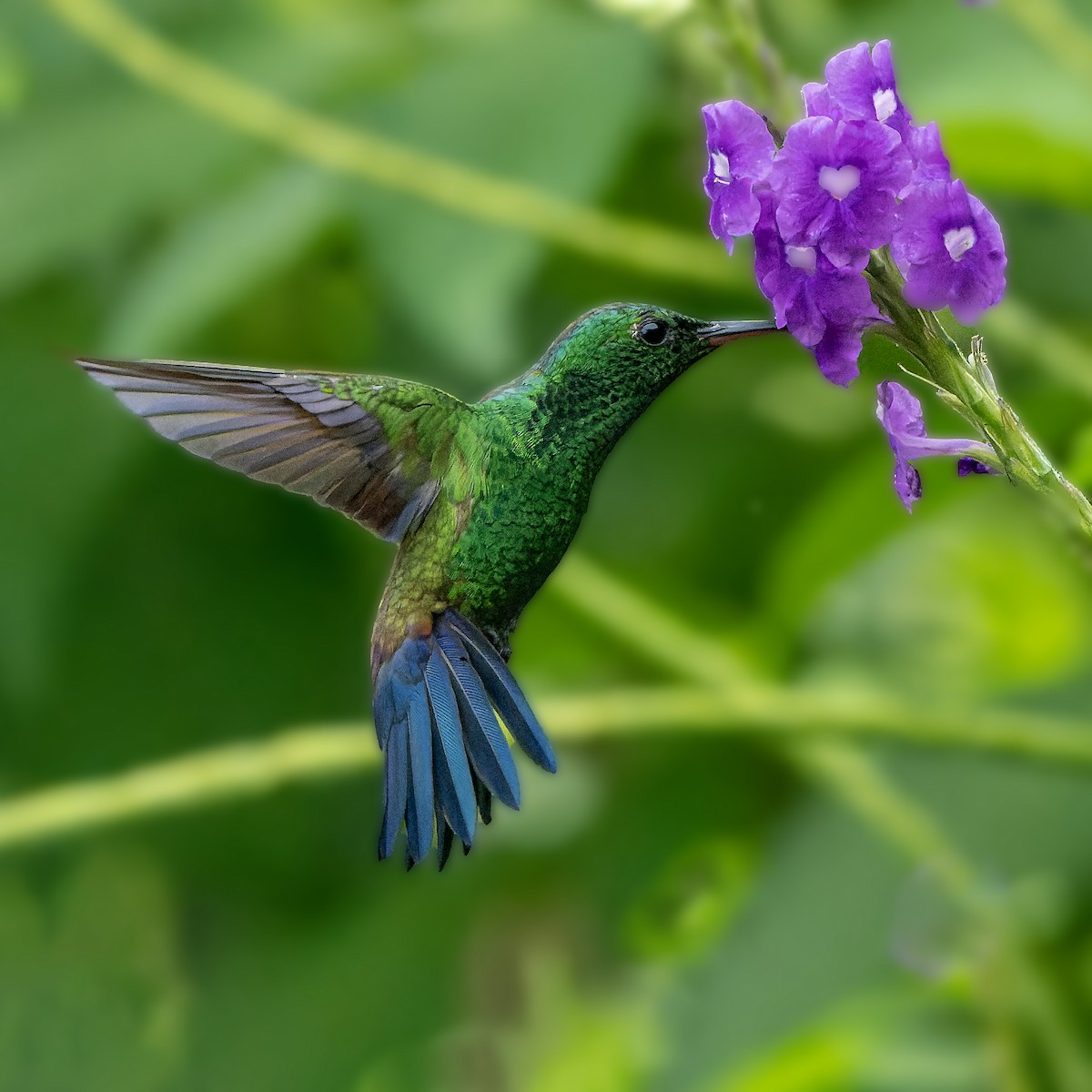 Blue-vented Hummingbird - ML623398159