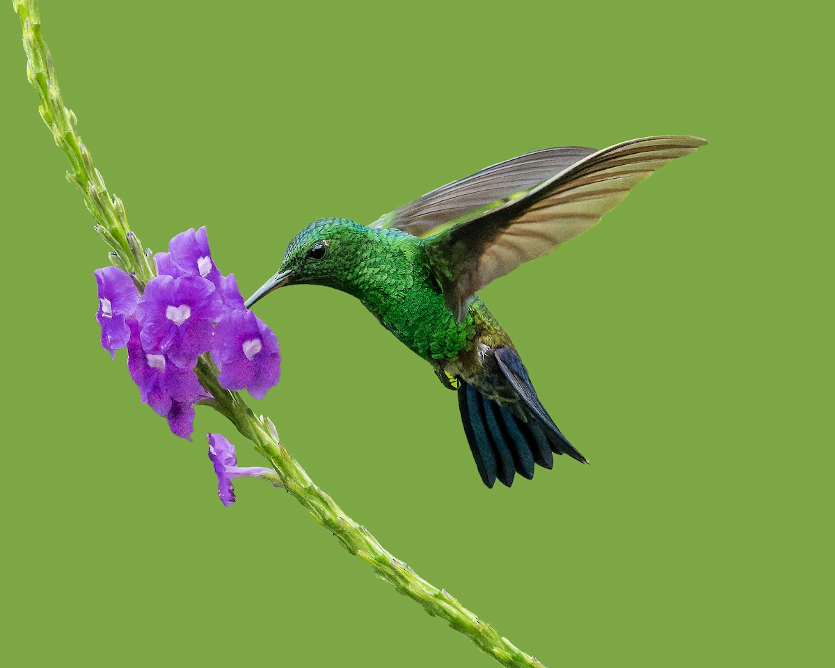 Blue-vented Hummingbird - ML623398160