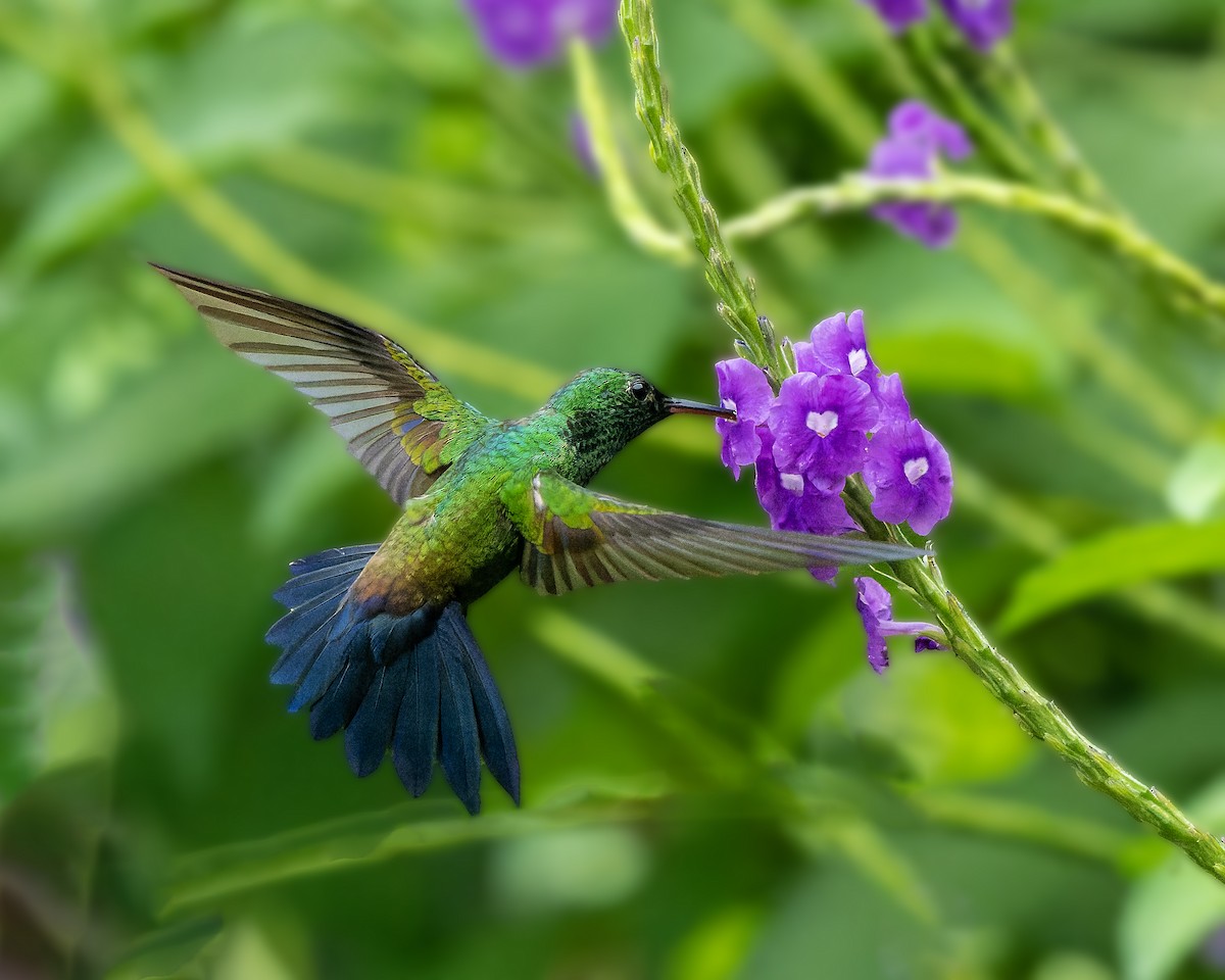 Blue-vented Hummingbird - Guillermo  Saborío Vega