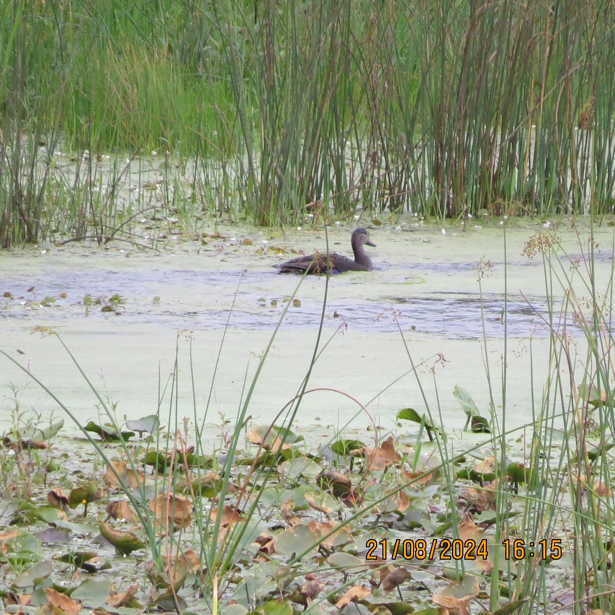 Mallard/American Black Duck - ML623398165