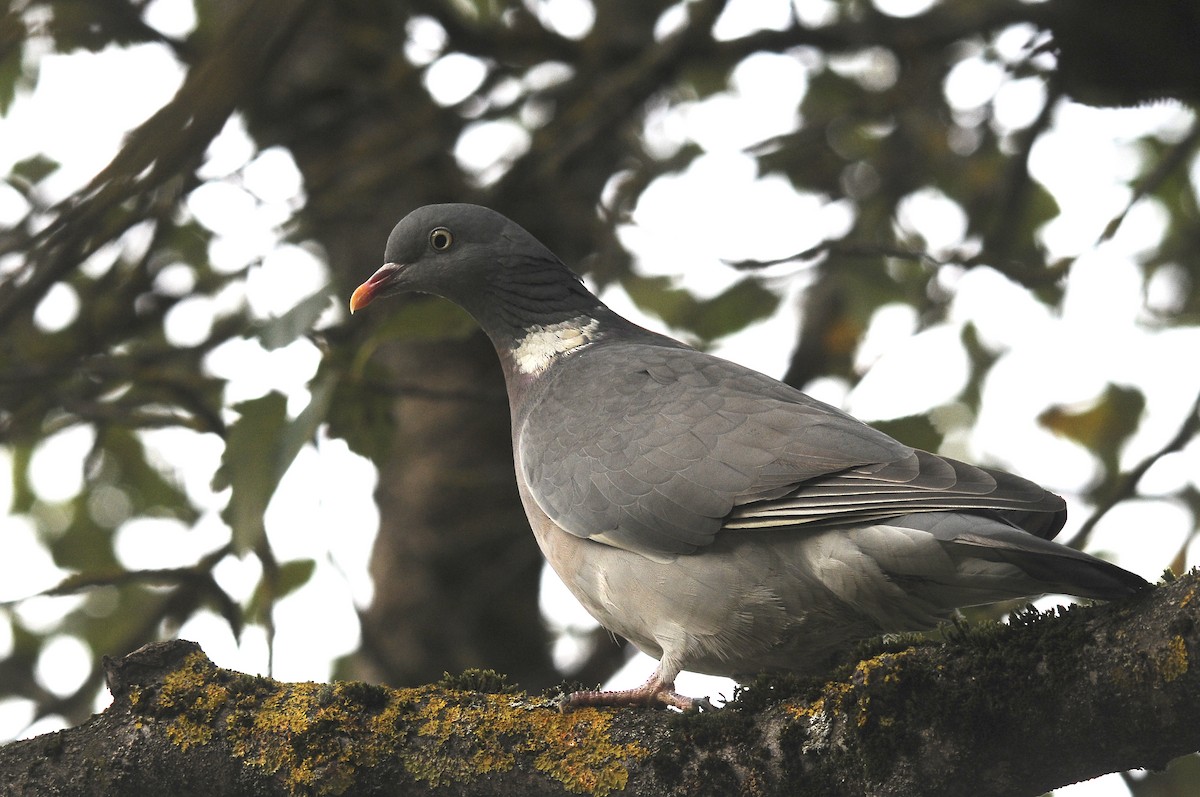 Common Wood-Pigeon (White-necked) - ML623398166