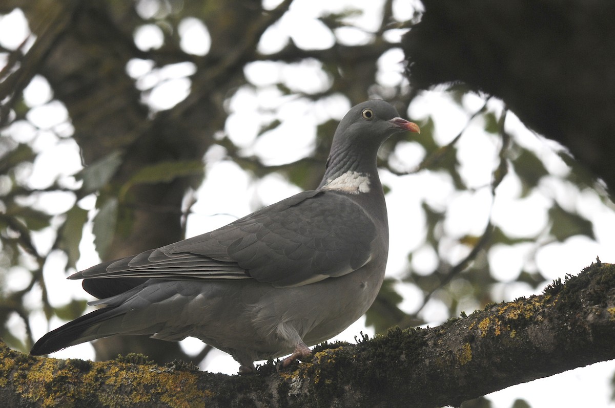 Common Wood-Pigeon (White-necked) - ML623398167