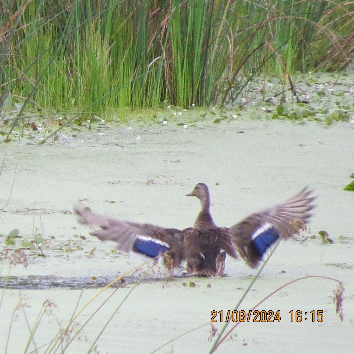 Mallard/American Black Duck - ML623398169