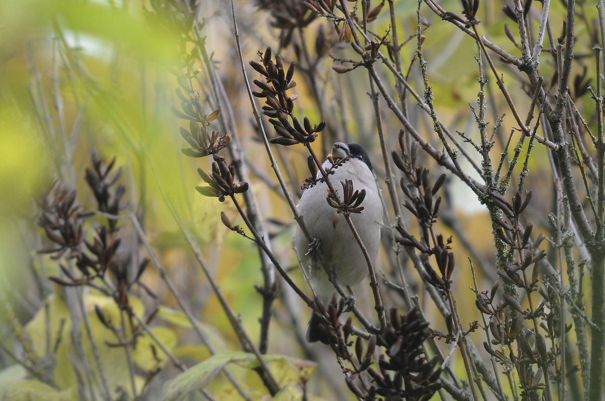 Eurasian Bullfinch - ML623398193