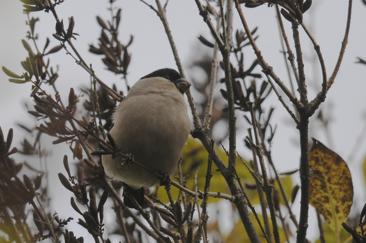 Eurasian Bullfinch - ML623398194