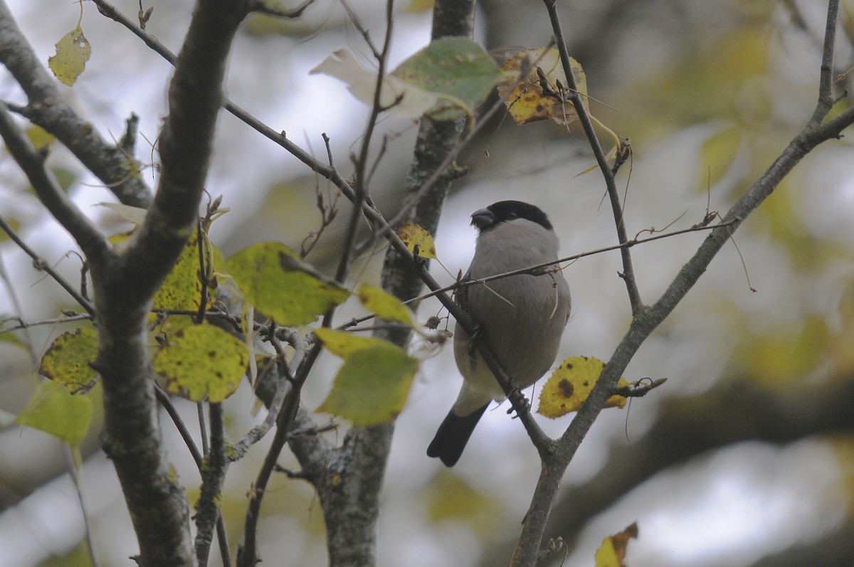 Eurasian Bullfinch - ML623398195