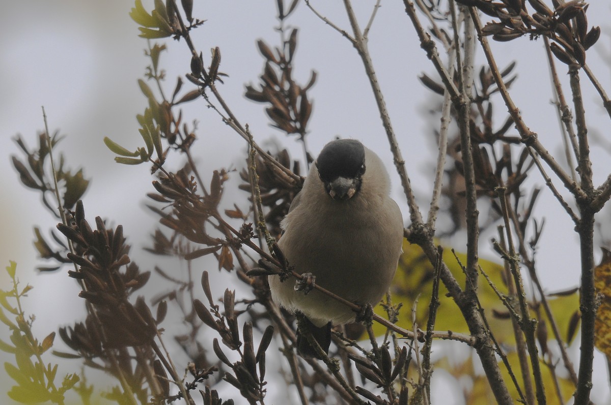 Eurasian Bullfinch - ML623398196