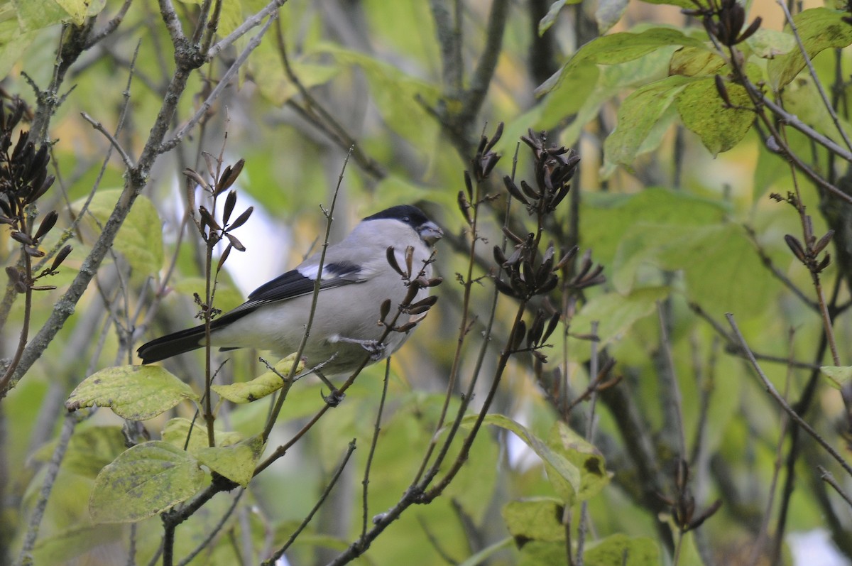 Eurasian Bullfinch - ML623398197