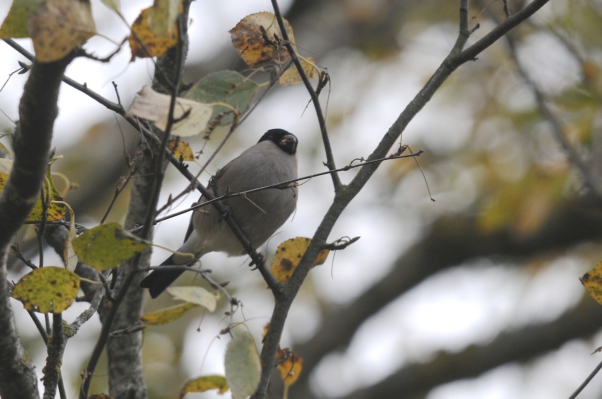 Eurasian Bullfinch - ML623398198