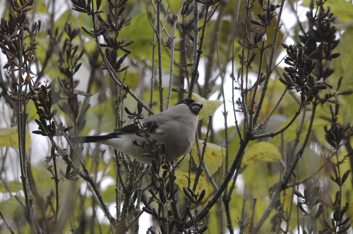 Eurasian Bullfinch - ML623398200