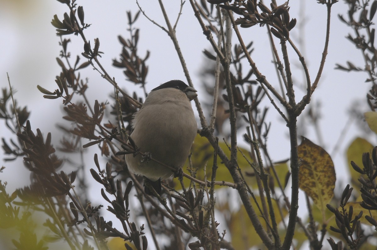 Eurasian Bullfinch - ML623398201