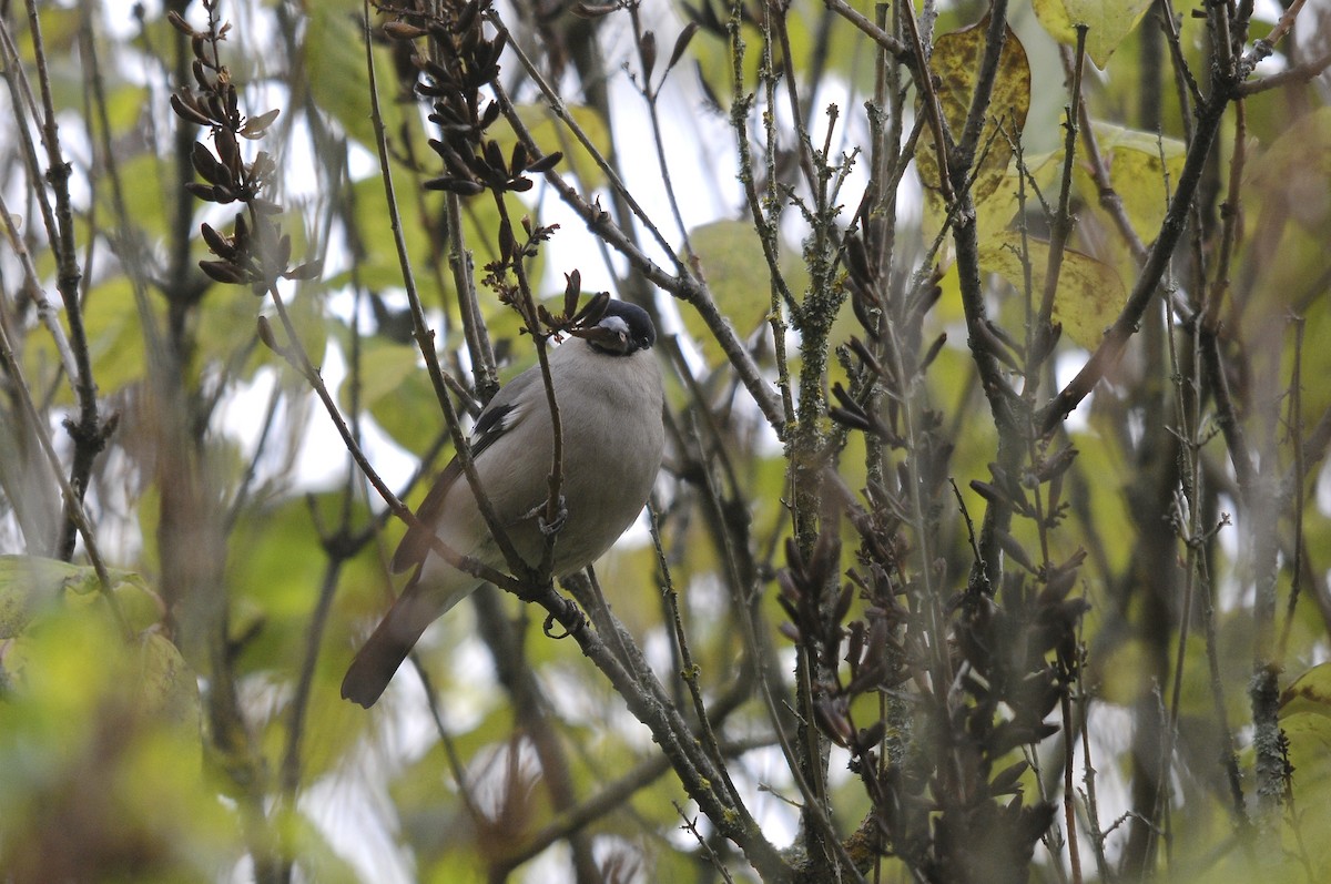 Eurasian Bullfinch - ML623398202