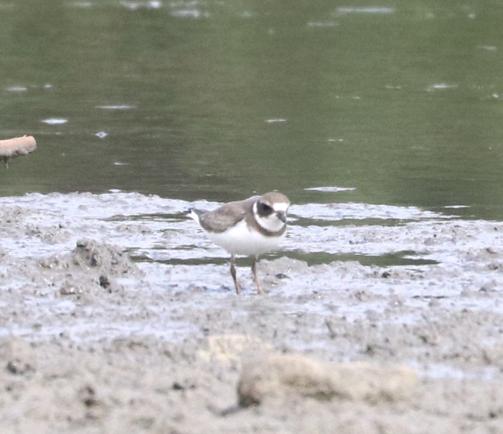 Semipalmated Plover - ML623398211