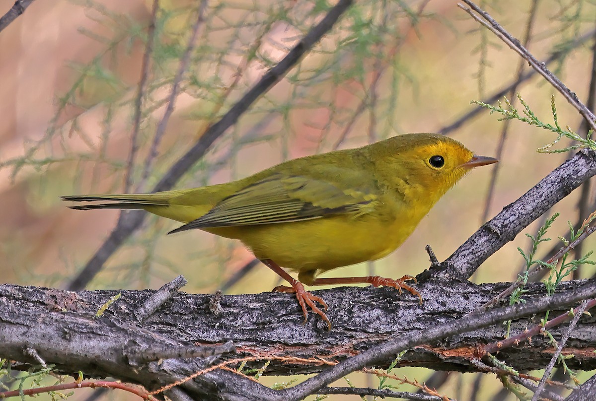 Wilson's Warbler - ML623398262