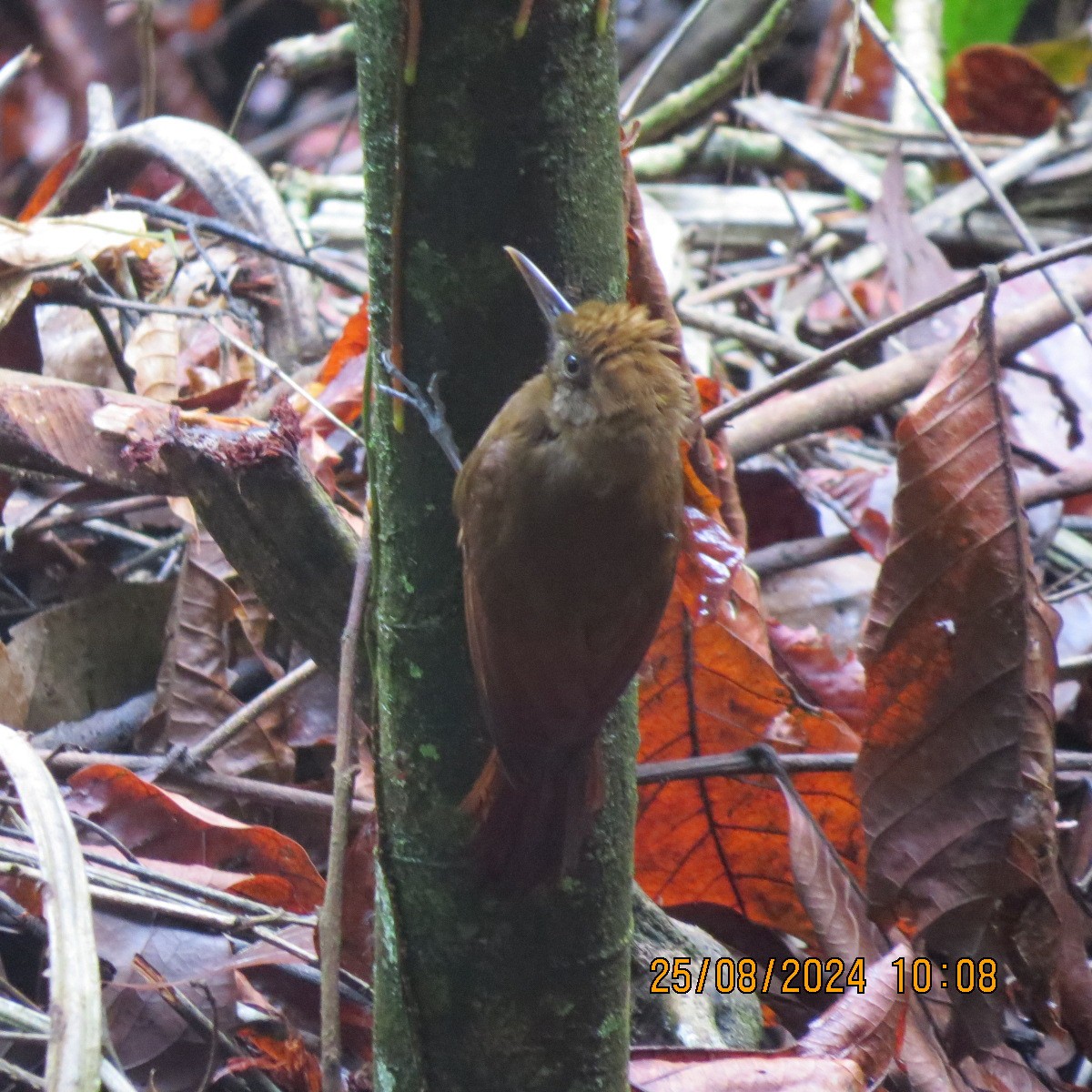 Plain-brown Woodcreeper - ML623398264