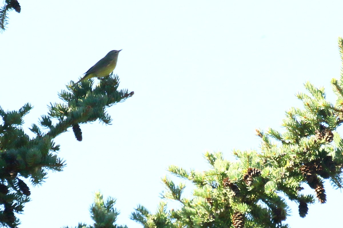 Orange-crowned Warbler - ML623398270