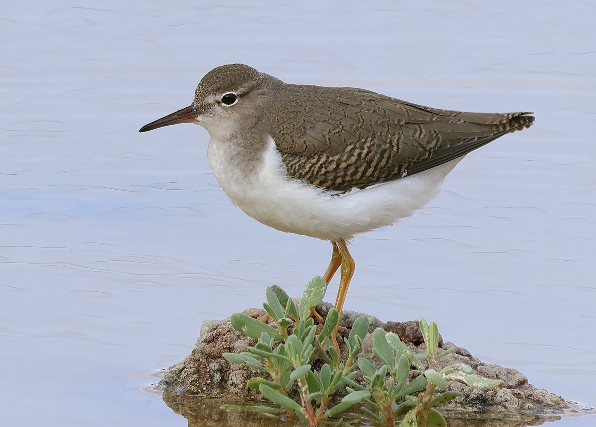 Spotted Sandpiper - ML623398275