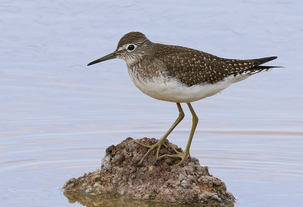 Solitary Sandpiper - ML623398277