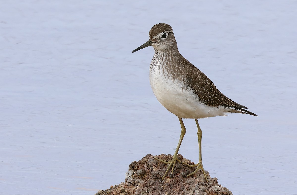 Solitary Sandpiper - ML623398289