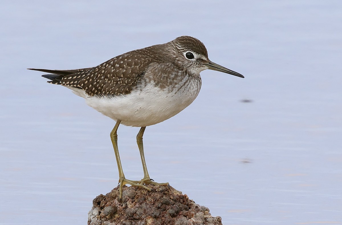 Solitary Sandpiper - Ad Konings