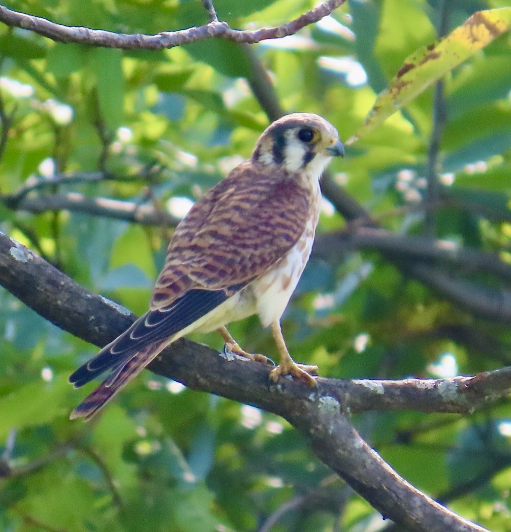 American Kestrel - ML623398311