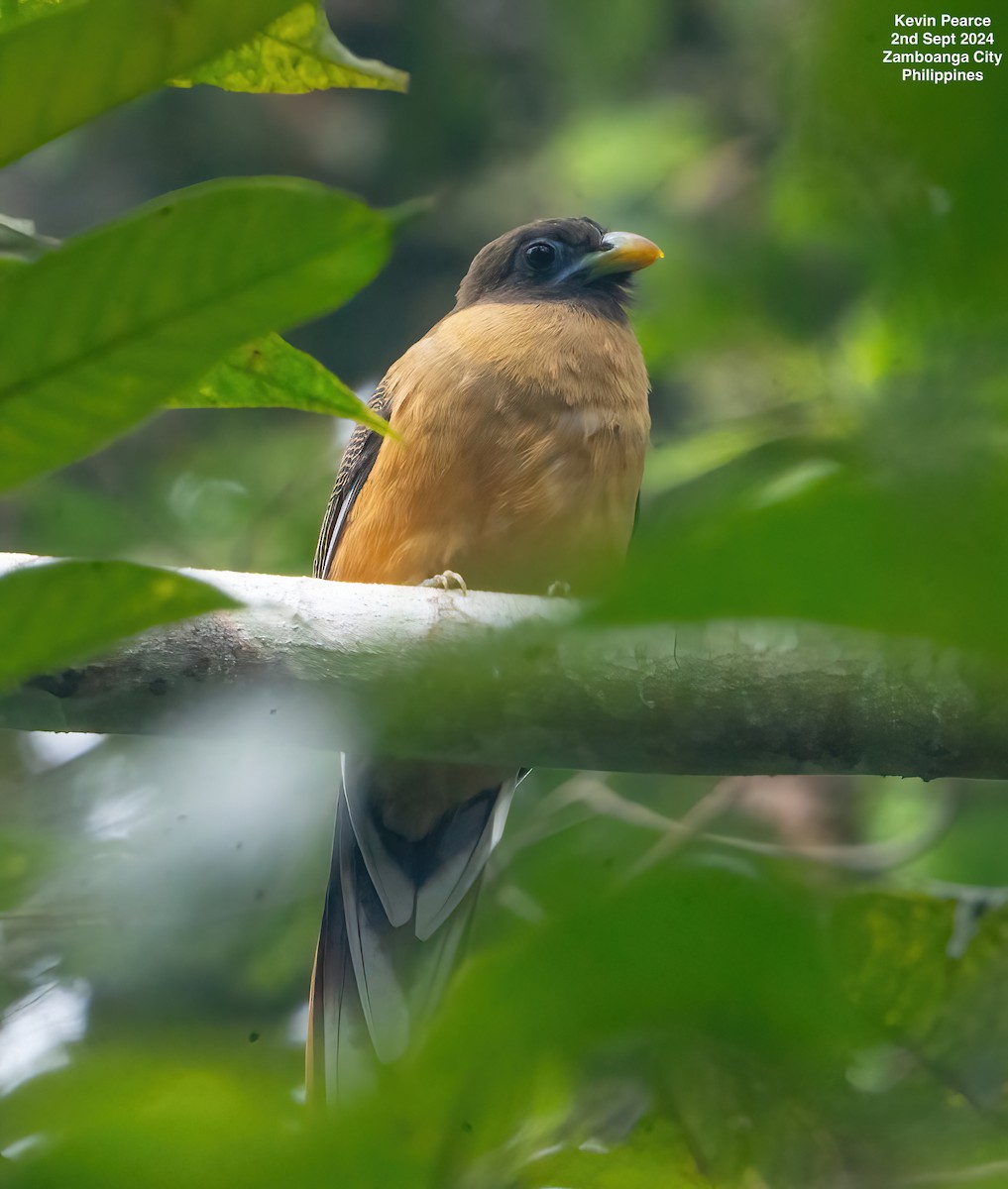 Philippine Trogon - ML623398328