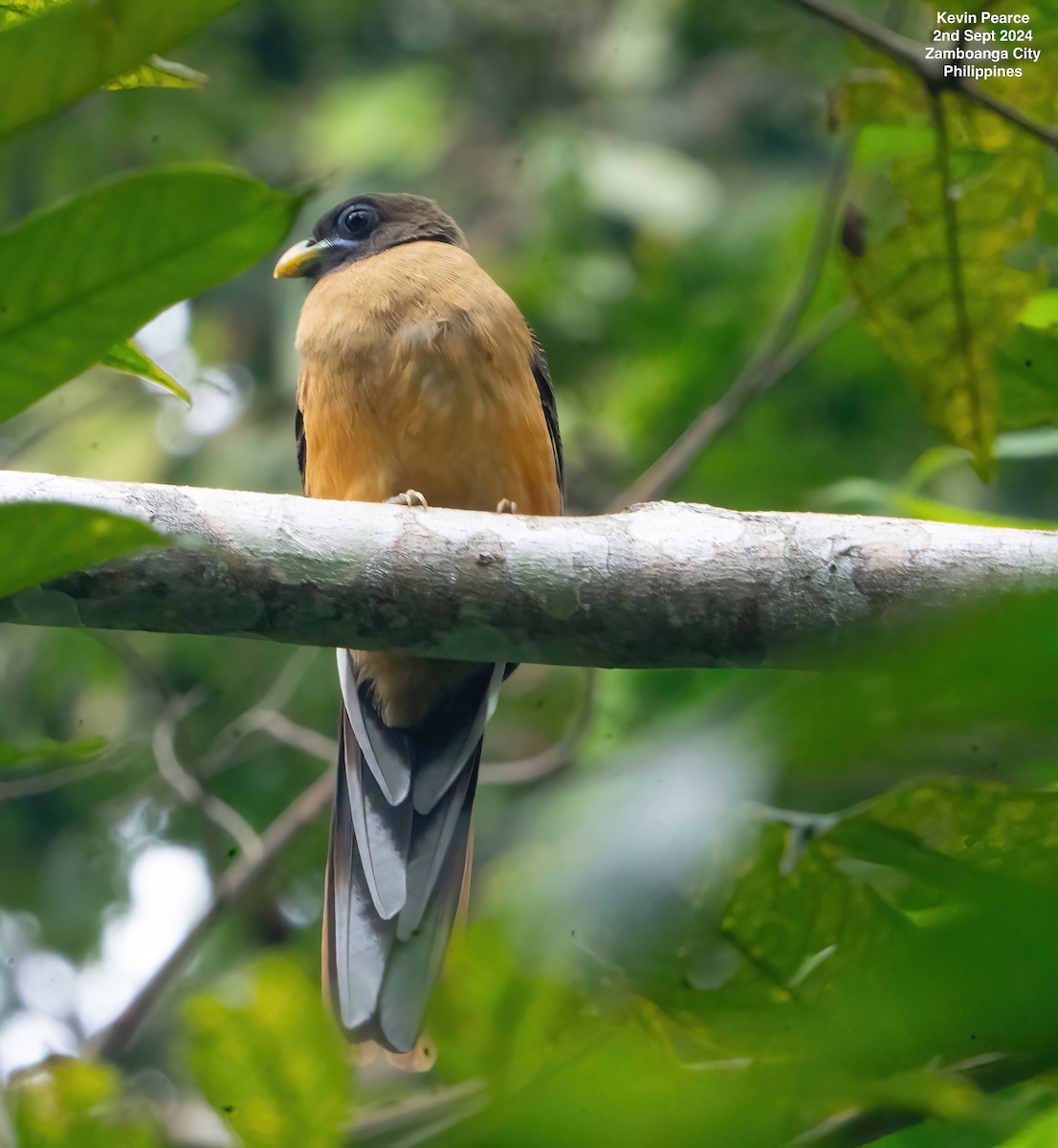 Philippine Trogon - ML623398329