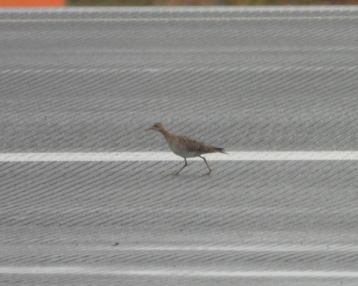 Upland Sandpiper - ML623398443