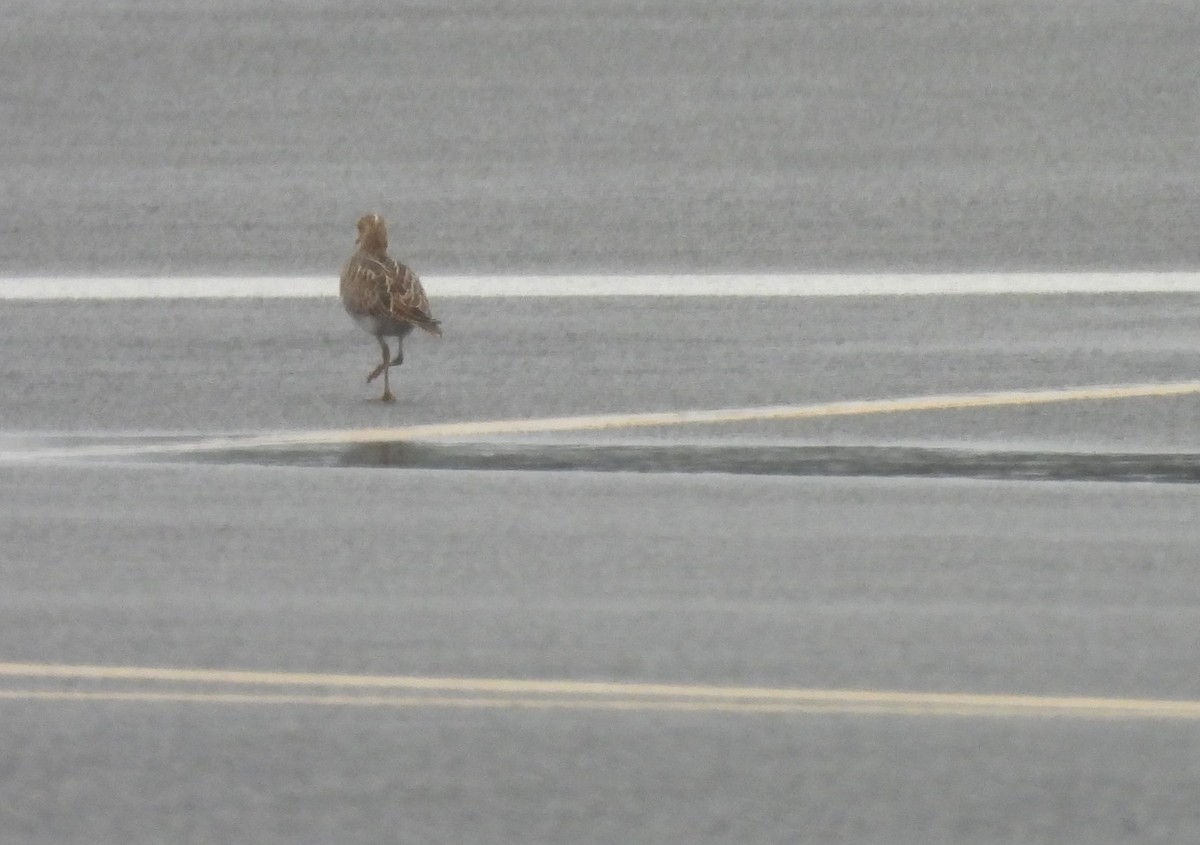 Upland Sandpiper - ML623398457