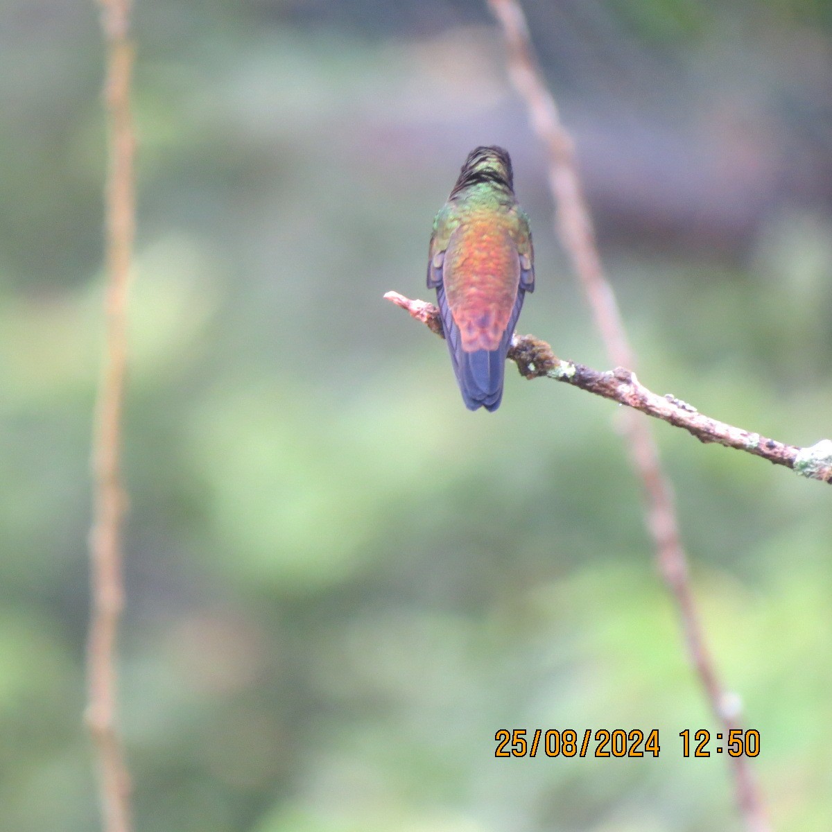 Copper-rumped Hummingbird - ML623398487