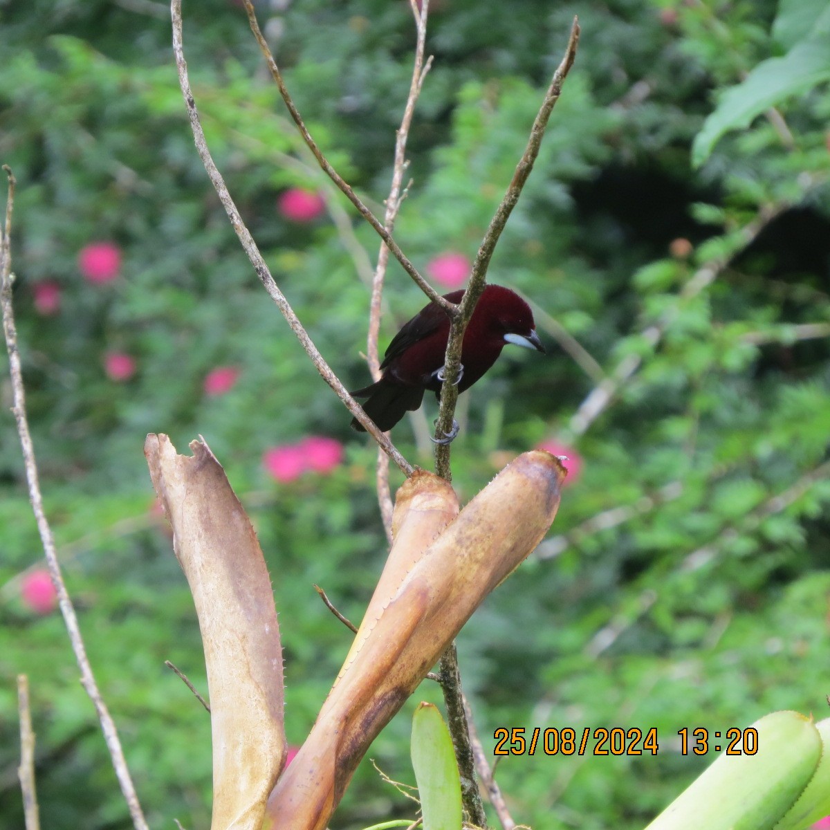 Silver-beaked Tanager - ML623398526