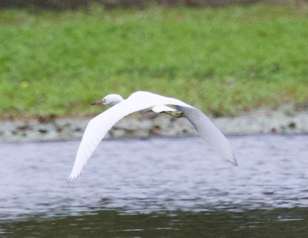 Little Blue Heron - ML623398562
