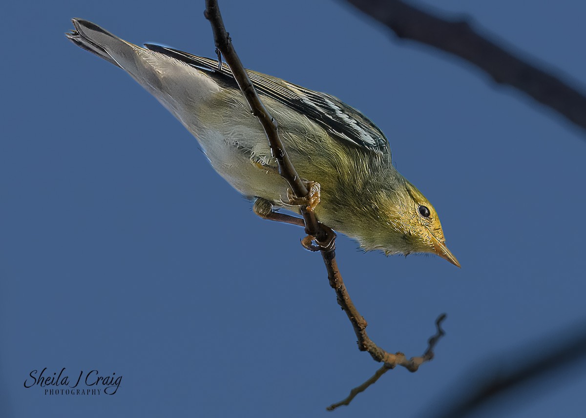 Blackpoll Warbler - ML623398564