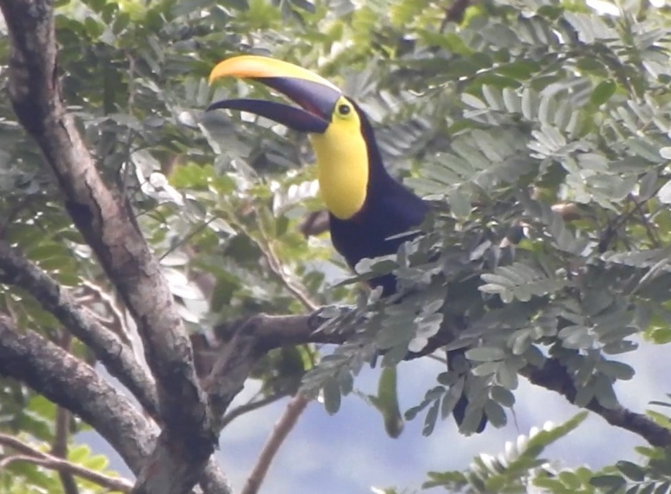 Yellow-throated Toucan - Edwin Mora